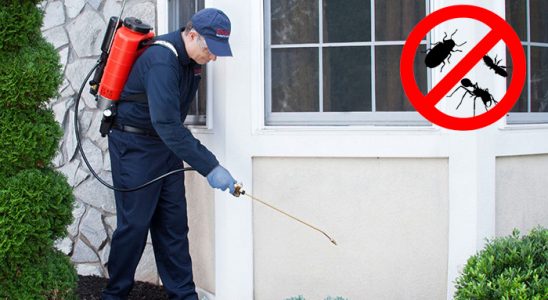 Gölcük Kene İlaçlama böcek ilaçlama ve haşere kontrolü — ilaclama-tr.com